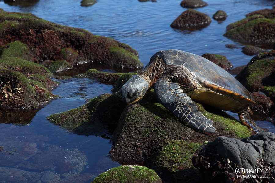 Hawaii Gallery Image